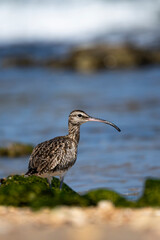 Whimbrel, Numenius phaeopus, Sur, Oman
