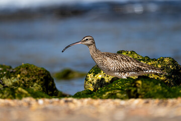 Whimbrel, Numenius phaeopus, Sur, Oman