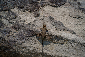 Small lizard camouflaged on rough rock surface