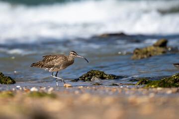 Whimbrel, Numenius phaeopus, Sur, Oman
