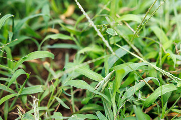 草むらに擬態するカマキリのクローズアップ
