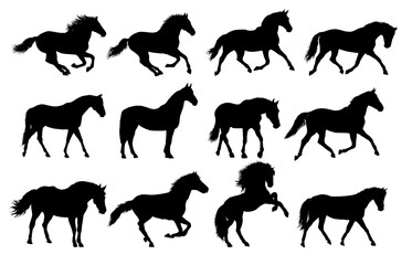 set silhouette of  horse, side view - vector illustration