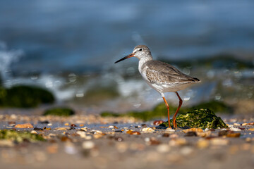 Common Redshank, Tringa totanus, Sur, Oman