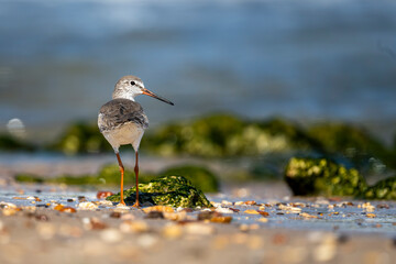 Common Redshank, Tringa totanus, Sur, Oman