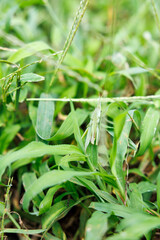 草むらに擬態するカマキリのクローズアップ