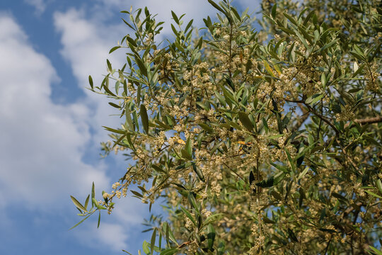 Olive Tree in Bloom. Rapa, the Flower of the Olive Tree. Blue Sky. Spanish Olives.