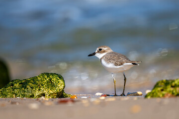 Greater Sand Plover, Charadrius leschenaultii, Sur, Oman