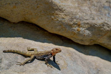 Lizard basking on warm sunlit rocky ledge