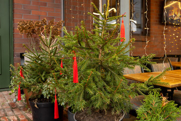 Potted fir trees decorated with red tassels and lights on outdoor terrace during winter holiday...