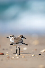 Lesser Sand Plover, Charadrius mongolus, Sur, Oman
