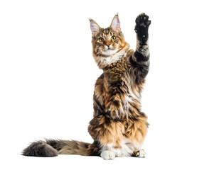 Large fluffy cat sitting, one paw raised, on a plain black background