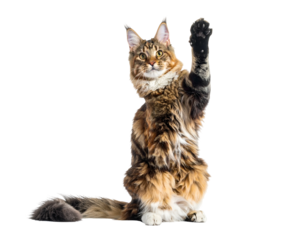 Large fluffy cat sitting, one paw raised, on a plain black background