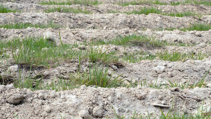 Early spring growth with fresh green sprouts emerging from the earth in a rural farmland setting