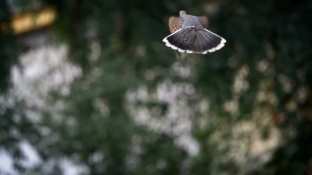 The European turtle dove in flight, slow motion
