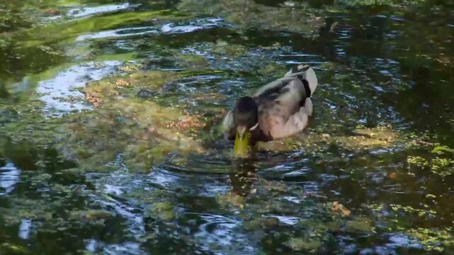 A mallard swimming and feeding on a duckweed in a water