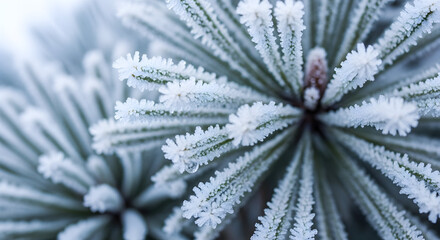 Frosty pine needles close up in winter showing ice crystals on evergreen branches in cold weather