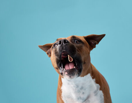 A staffordshire terrier growls or barks in a quick action with open mouth. The posture and expression convey vocal motion.