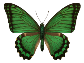 Green butterfly PNG isolated on transparent background, beautiful tropical insect with detailed wings for design and educational use