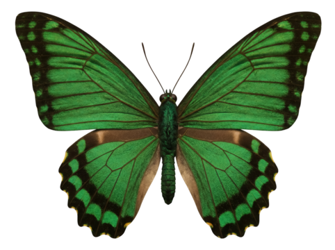 Green butterfly PNG isolated on transparent background, beautiful tropical insect with detailed wings for design and educational use