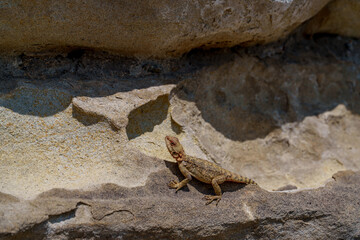 Small lizard resting on layered sunlit rock wall