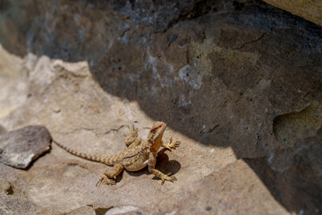 Small lizard sunbathing on warm rocky surface