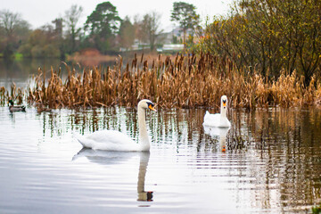 Two swans swim in an autumn lake