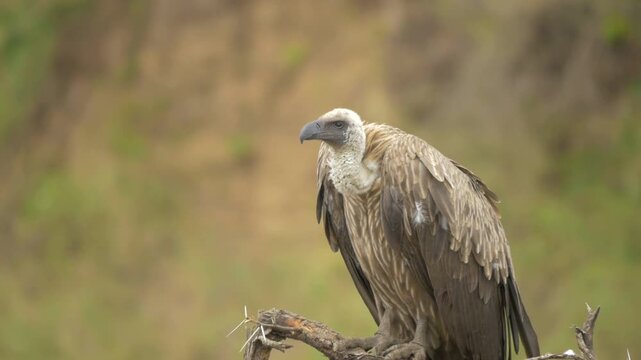 Volture perching on a branch