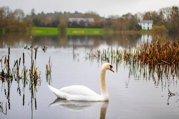 A swan in a close-up shot swims in an autumn pond