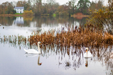 A pair of swans swimming in a lake against an autumn background