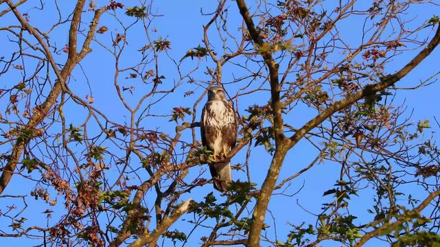 A Red tailed hawk perching on a tree