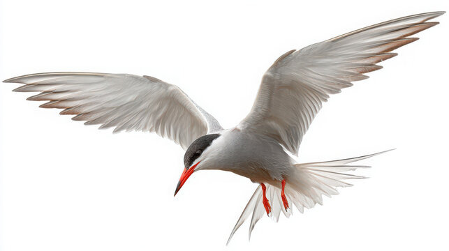 common tern diving isolated on white background