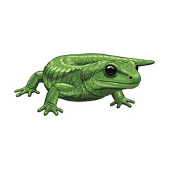 salamander vector with white background