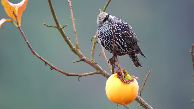 A European Starling  perching on a khaki tree