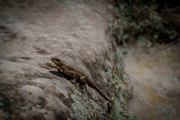 Small lizard sunbathing on warm rock
