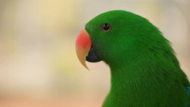 Eclectus parrot looking around