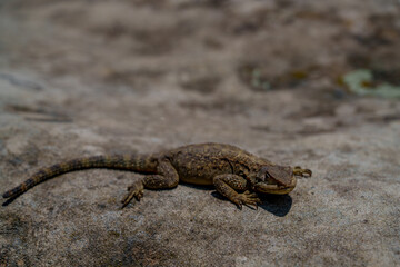 Brown lizard resting on sunlit stone