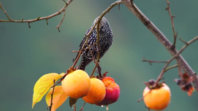 A European Starling eating a Japanese persimmon fruit