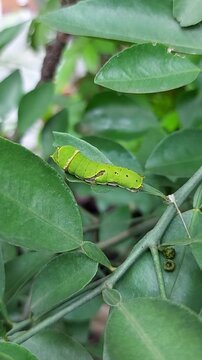 Caterpillars or worms on lime leaves in the garden