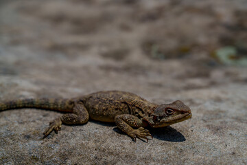 Brown lizard resting on sunlit stone