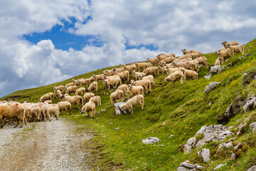Fototapeta premium Animal husbandry. A large flock of sheep on a mountain pasture. Fagaras Mountains, Southern Carpathians, Romania