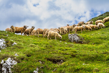 Animal husbandry. A large flock of sheep on a mountain pasture. Fagaras Mountains, Southern Carpathians, Romania © krysek