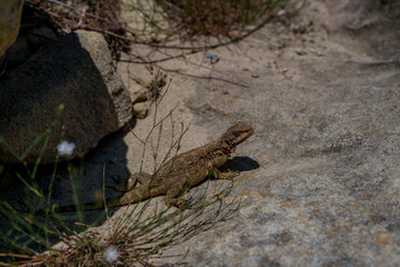 Brown lizard hiding among rocks and dry grass