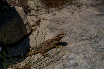 Brown lizard hiding among rocks and dry grass