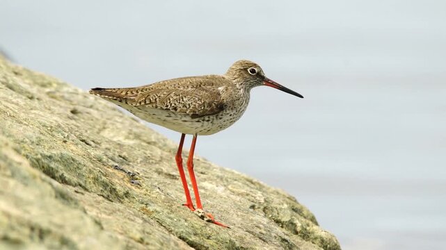 The common redshank (Tringa totanus) standing on a rock near water