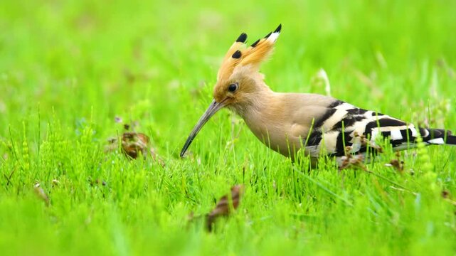 A Eurasian hoopoe feeding in grass