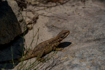 Brown lizard hiding among rocks and dry grass