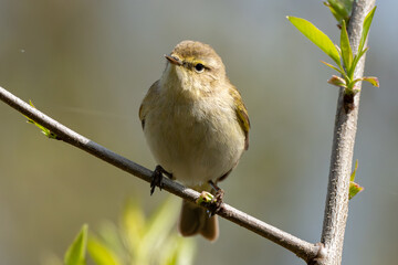 Common Chiffchaff Sitting On Tree Branch