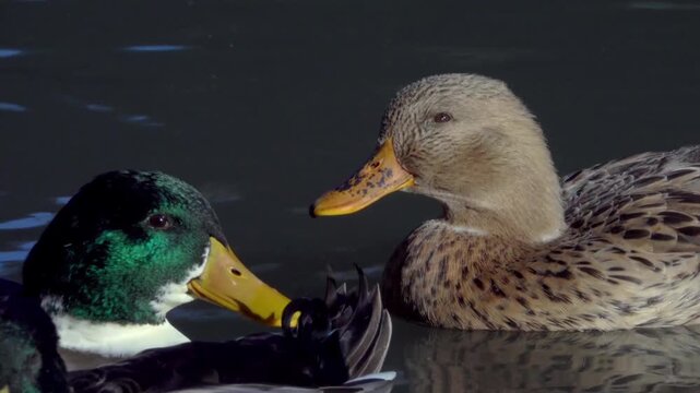 Male and female mallard ducks (Anas platyrhynchos) swimming in water