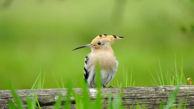 The Eurasian hoopoe on a log