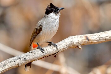 The sooty - headed bulbul with a short crest and black area on its head,